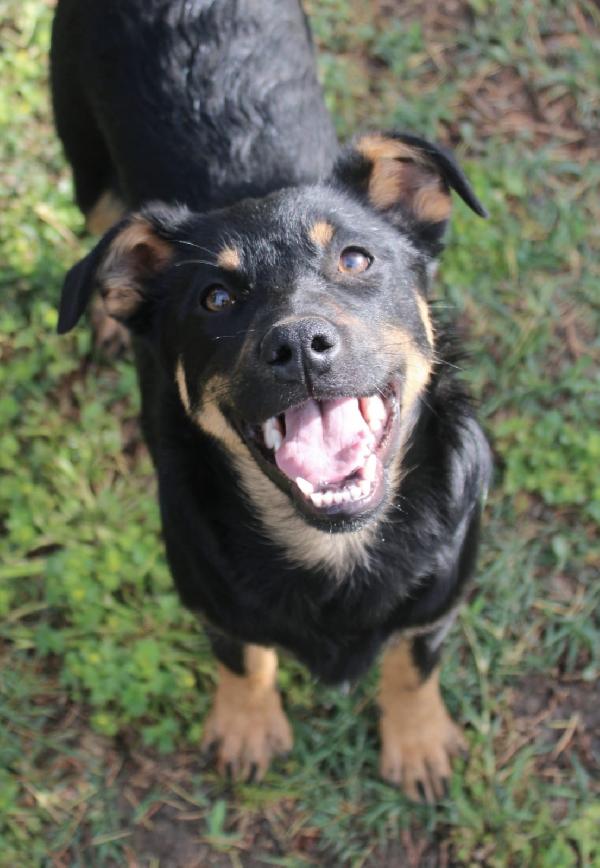 Mandy, Bellissima Cucciolotta Di 10 Mesi
